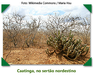 Caatinga, no sertão nordestino - foto: Wikimedia Commons / Maria Hsu