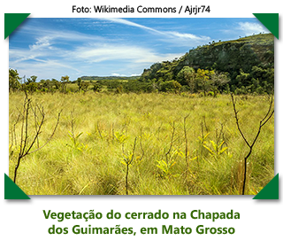 Vegetação do cerrado na Chapada dos Guimarães, em Mato Grosso - foto: Wikimedia Commons / Ajrjr74