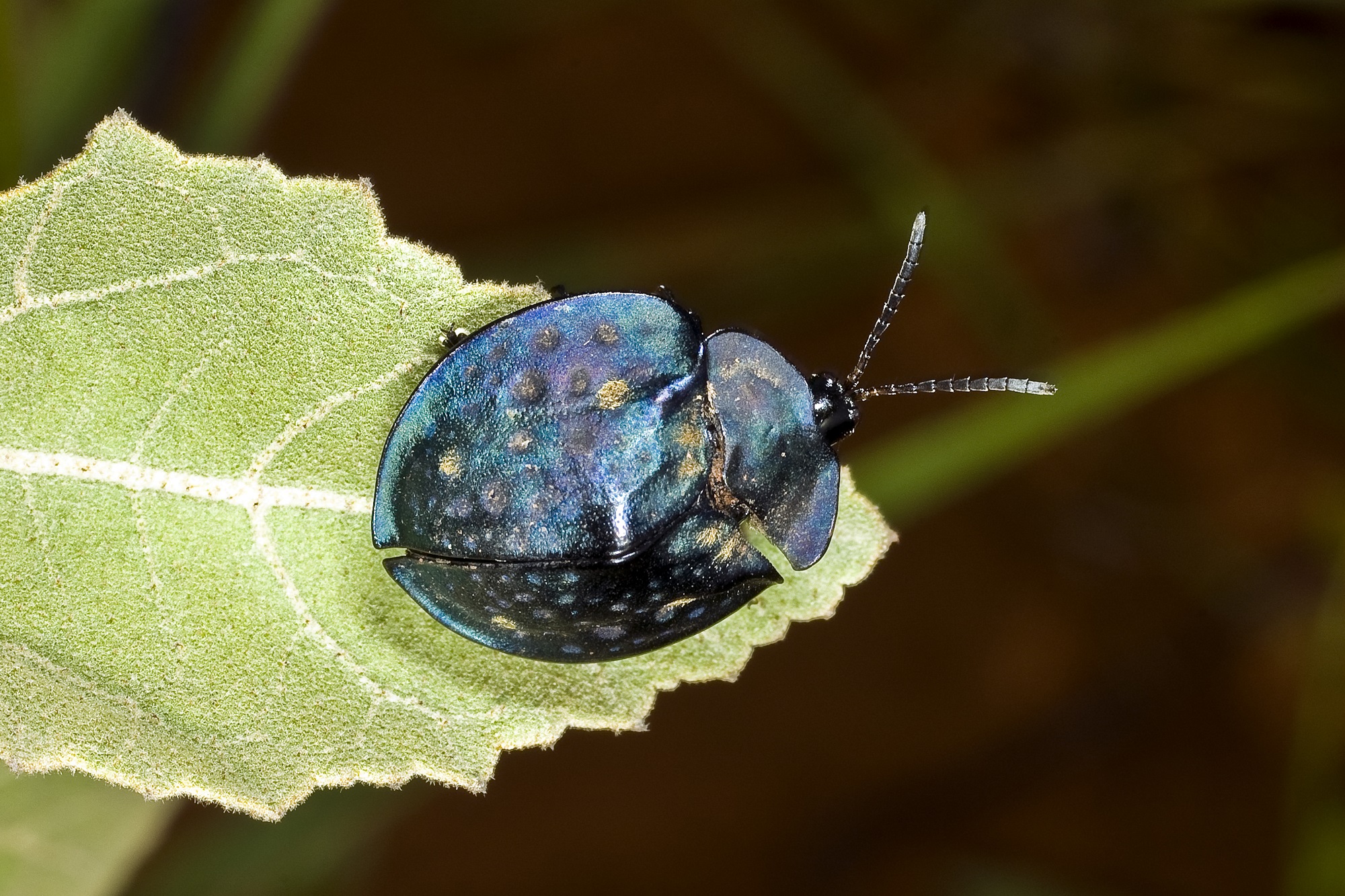 Reserva Ecológica do IBGE: um santuário de biodiversidade no coração do Brasil